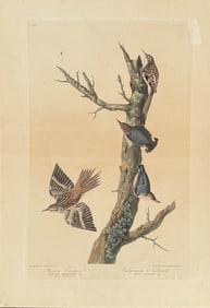J.J. AUDUBON ENGRAVING