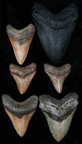 6 PC. MEGALODON SHARK TOOTH COLLECTION