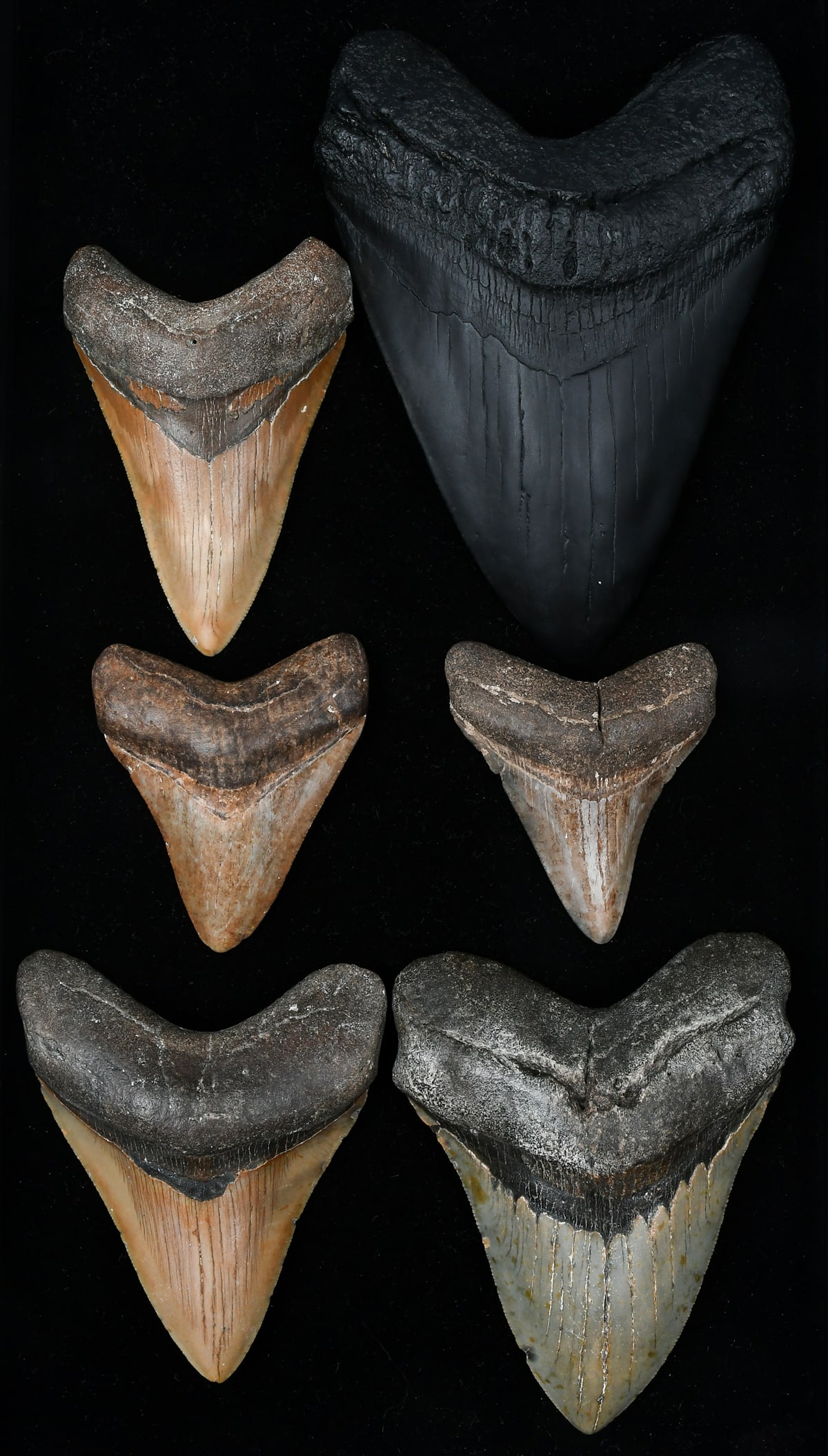 6 PC. MEGALODON SHARK TOOTH COLLECTION: 6 PC. MEGALODON SHARK TOOTH COLLECTION: A nice collection of Six Megalodon Sharks Tooth Fossils. Largest Approx. 6" h x 4.5" w x 1.5" d.