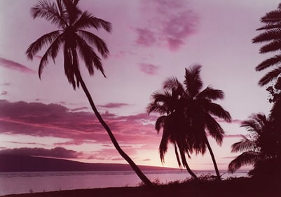 CLYDE BUTCHER "HAWAII PALMS"