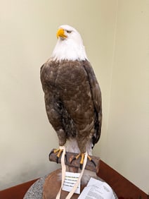 BALD EAGLE REPRODUCTION