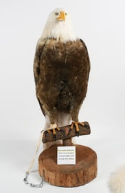 BALD EAGLE REPRODUCTION BY NATURE'S DESIGNS