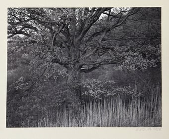 GEORGE TICE PHOTOGRAPH "OAK TREE, HOLMDEL, NJ, 197