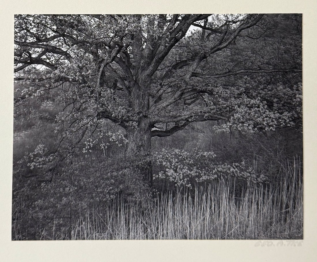 GEORGE TICE PHOTOGRAPH "OAK TREE, HOLMDEL, NJ, 197 (1 of 4)