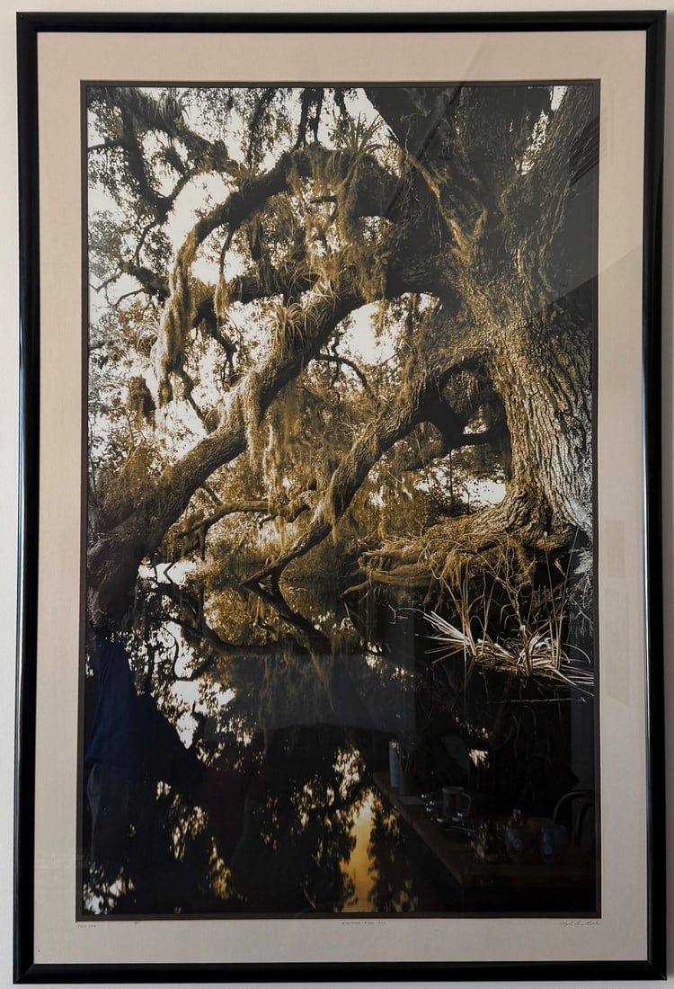 HUGE CLYDE BUTCHER KISSIMMEE RIVER PHOTOGRAPH: BUTCHER, Clyde, (American/Cuban, b. 1942): "Kissimmee River Oak", Photograph, 54" x 34", signed lower right, titled mid margin on the mat, numbered HPA 17/100 verso and lower left, framed, 42" x 62.25