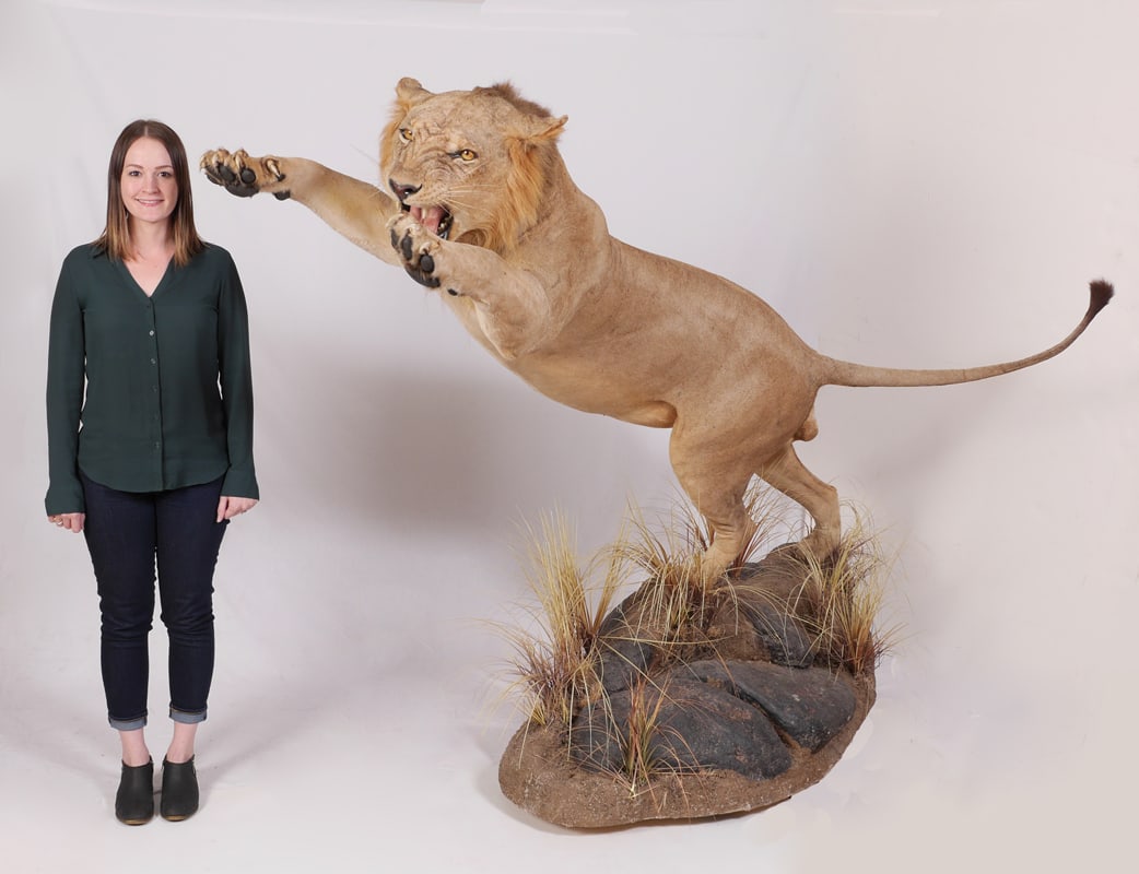 FULL BODY TAXIDERMY MOUNT OF AN AFRICAN LION (1 of 6)