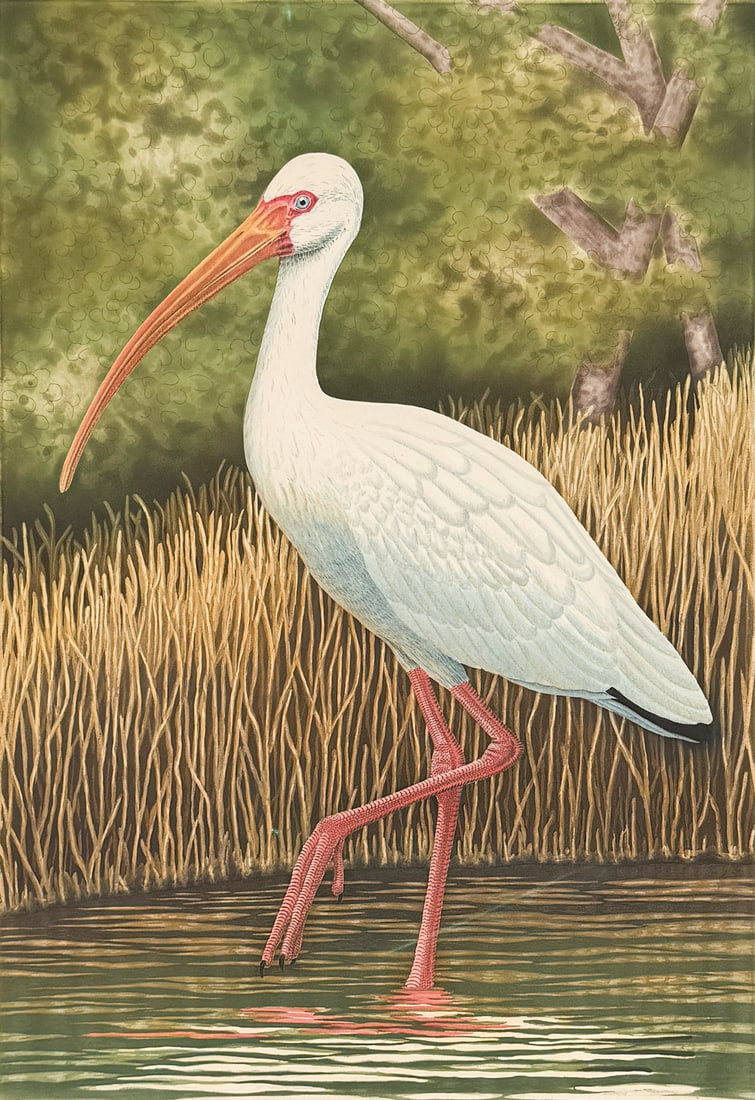 JOHN COSTAN "WHITE IBIS" ETCHING (1 of 3)