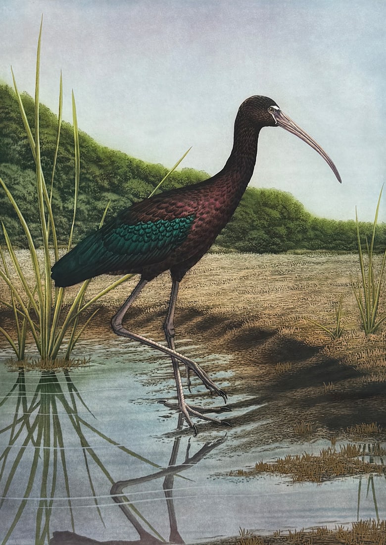 JOHN COSTIN "GLOSSY IBIS" ETCHING (1 of 3)