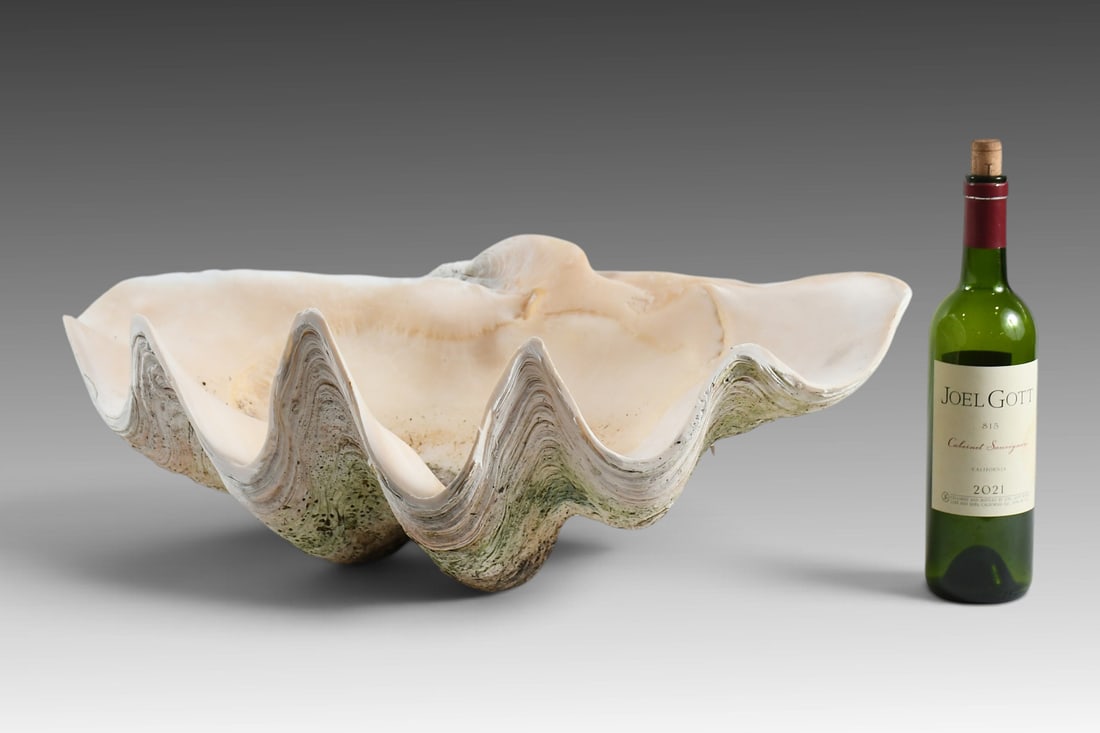 LARGE NATURAL SOUTH PACIFIC CLAM SHELL: LARGE NATURAL SOUTH PACIFIC CLAM SHELL: Giant South Pacific Clam Shell. Approx.9.75" (h) x 25" (w) x 15.25" (d).