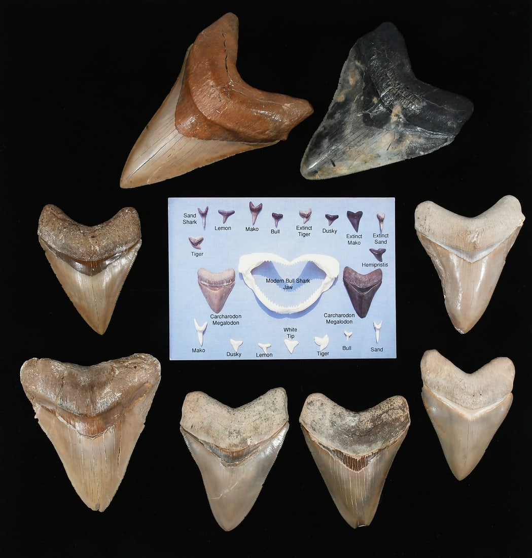 8 PC. CARCHARODON MEGALODON SHARKS TEETH (1 of 4)