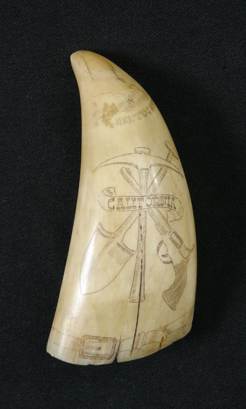 20TH CENTURY CALIFORNIA SCRIMSHAW WHALES TOOTH: 20TH CENTURY CALIFORNIA SCRIMSHAW WHALES TOOTH: Nice scrimshaw to sperm whales tooth depicting sailing map from Nantucket to San Francisco, California, miners tools (pick ax, gun and shovel), town nam