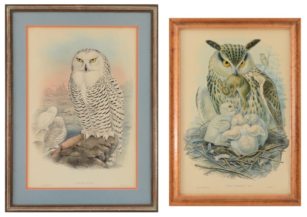 2 GOULD OWL LITHOGRAPHS: 2 GOULD OWL LITHOGRAPHS: (1),"Bubo Maximus" (Eagle Owl), Lithograph, sight size 21 1/2" x 14 1/4", text verso, birdseye maple frame 24 1/2" x 17 1/2", depicts adult owl feeding small rabbit to 3 young