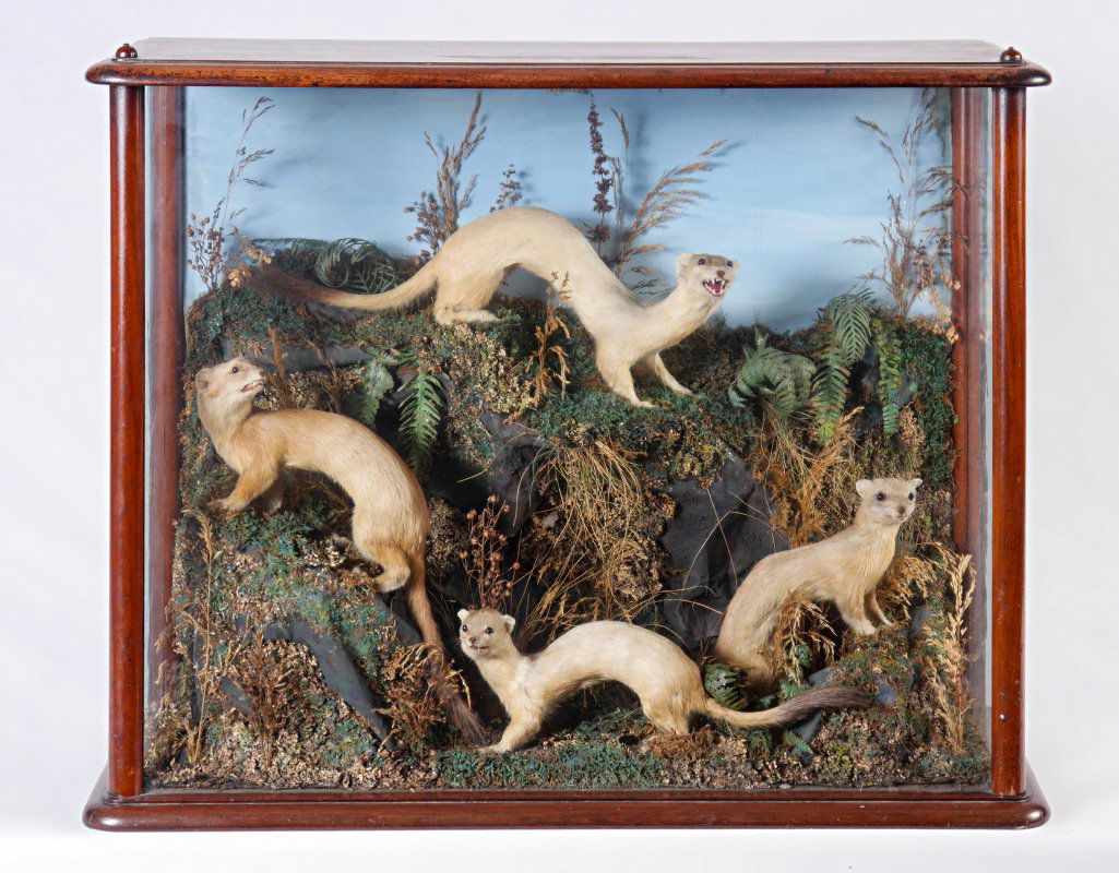 VICTORIAN WHITE ERMINE WEASEL DIORAMA: VICTORIAN WHITE ERMINE WEASEL DIORAMA: 4 taxidermy ermine weasels in naturalistic setting, overall 21 1/2" h. x 27 1/2" x 11".