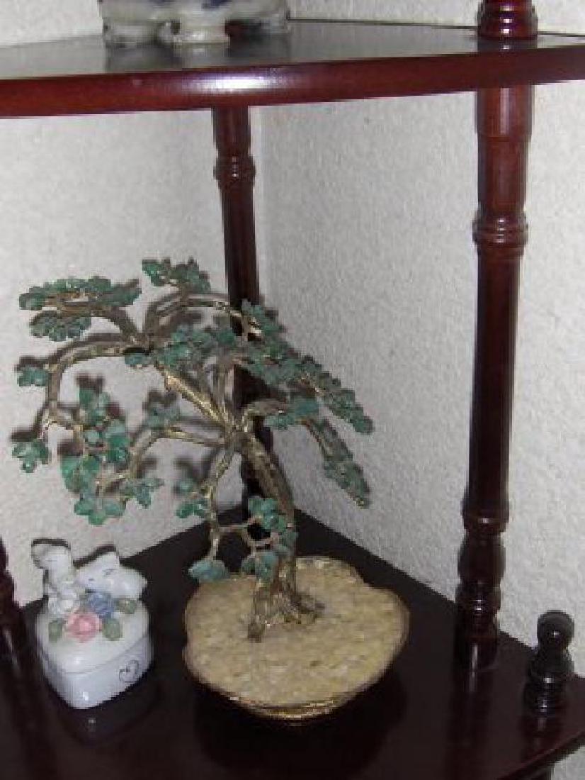 Chinese jade tree (1 of 1)