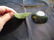 Chinese two small green jade bowls.