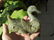 large antique jade carved duck