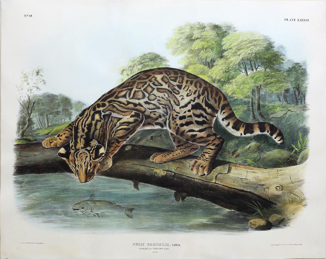 Audubon Imperial Folio Quadruped, Ocelot (1 of 2)