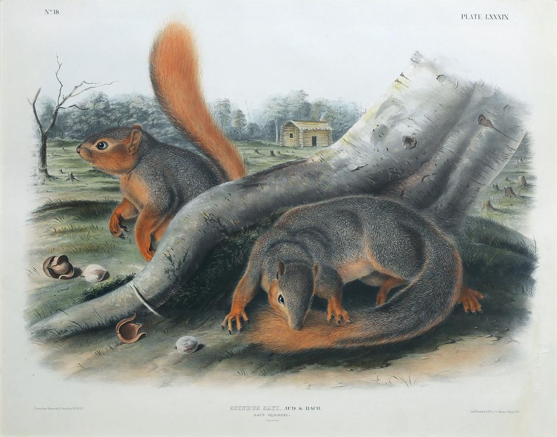 Audubon Imperial Folio Quadruped, Say's Squirrel (1 of 2)