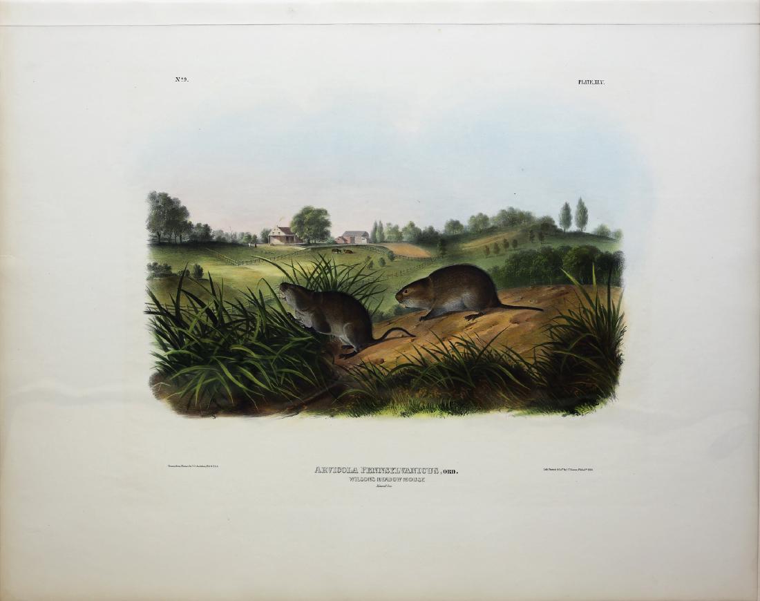 Audubon Imperial Folio Quadruped (1 of 1)