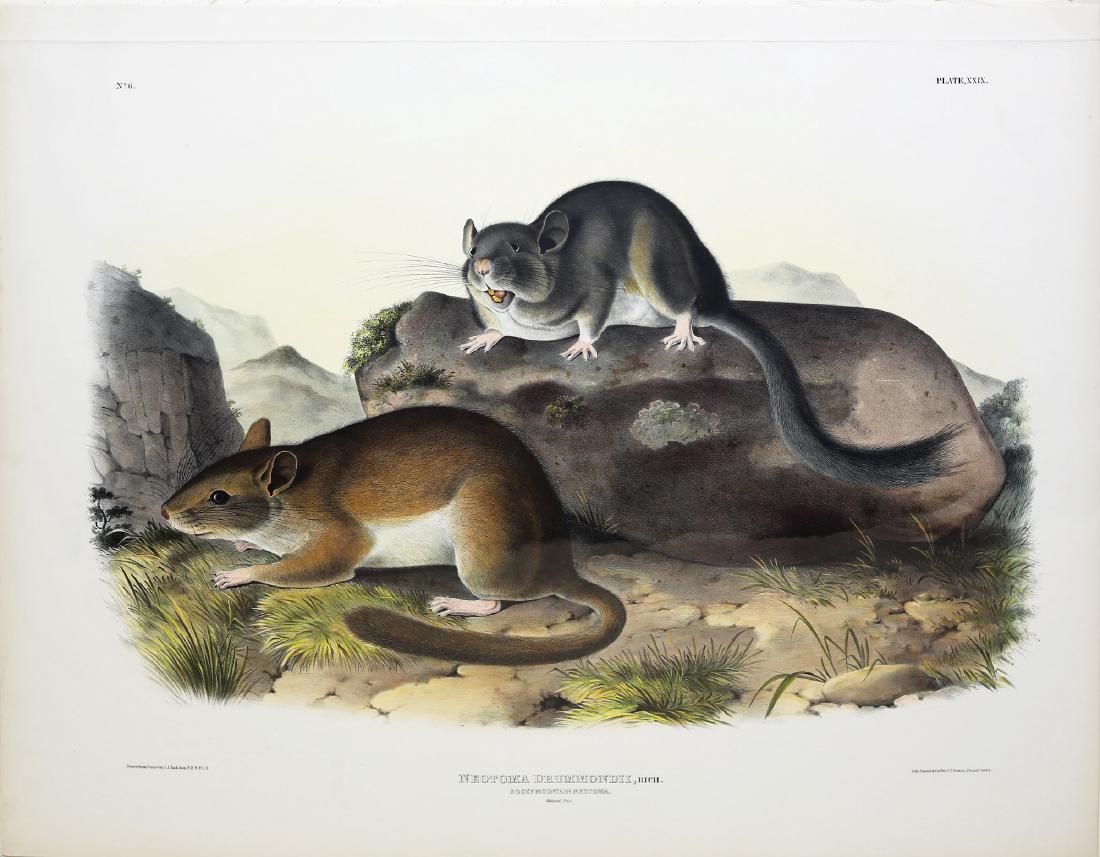 Audubon Imperial Folio Quadruped (1 of 1)