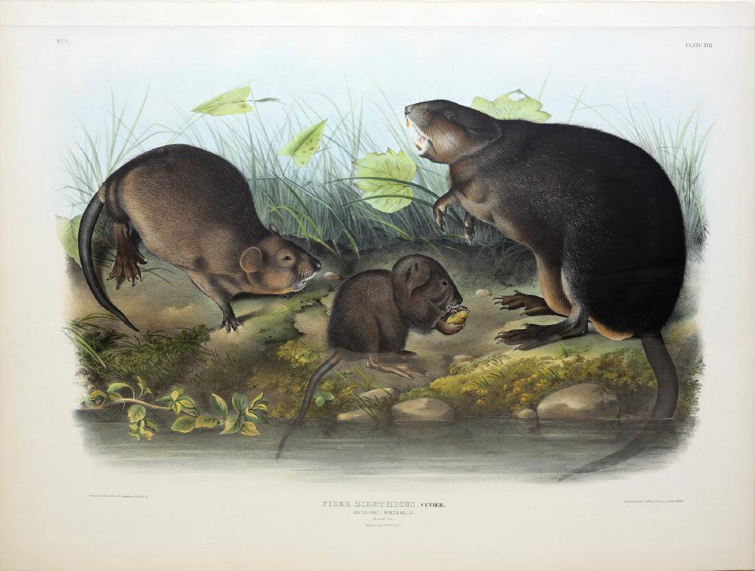 Audubon Imperial Folio Quadruped (1 of 1)