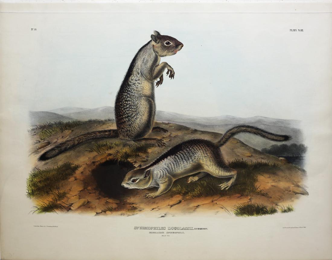 Audubon Imperial Folio Quadruped (1 of 1)