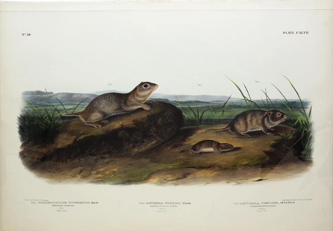 Audubon Imperial Folio Quadruped (1 of 1)