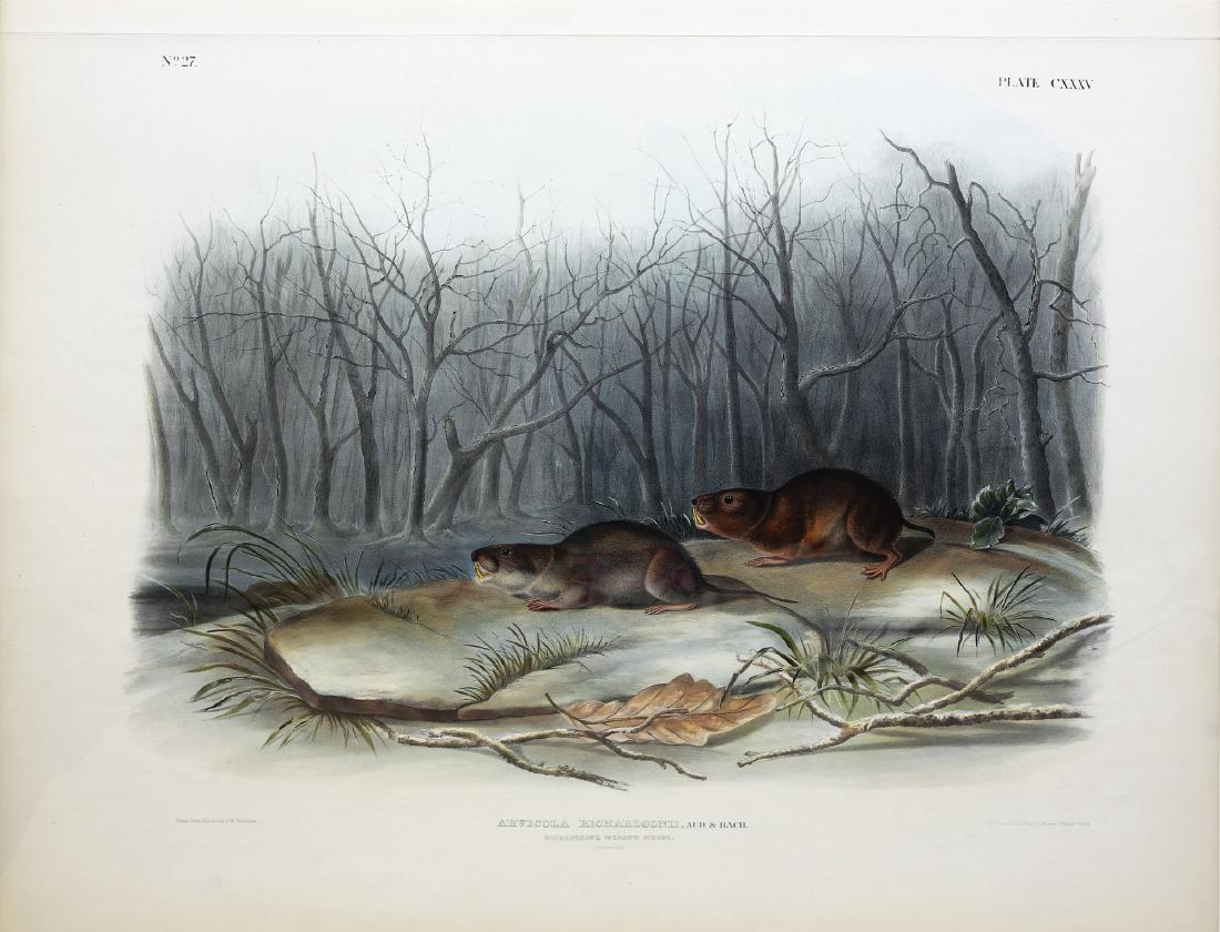 Audubon Imperial Folio Quadruped (1 of 1)
