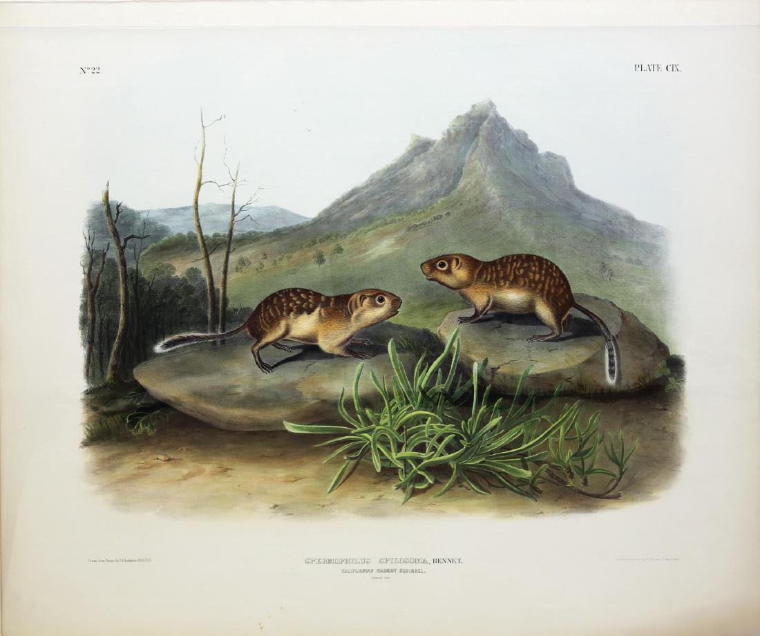 Audubon Imperial Folio Quadruped (1 of 1)