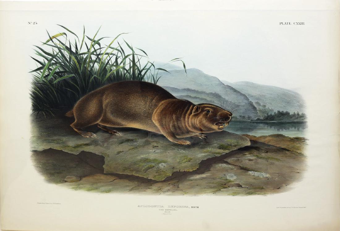 Audubon Imperial Folio Quadruped (1 of 1)