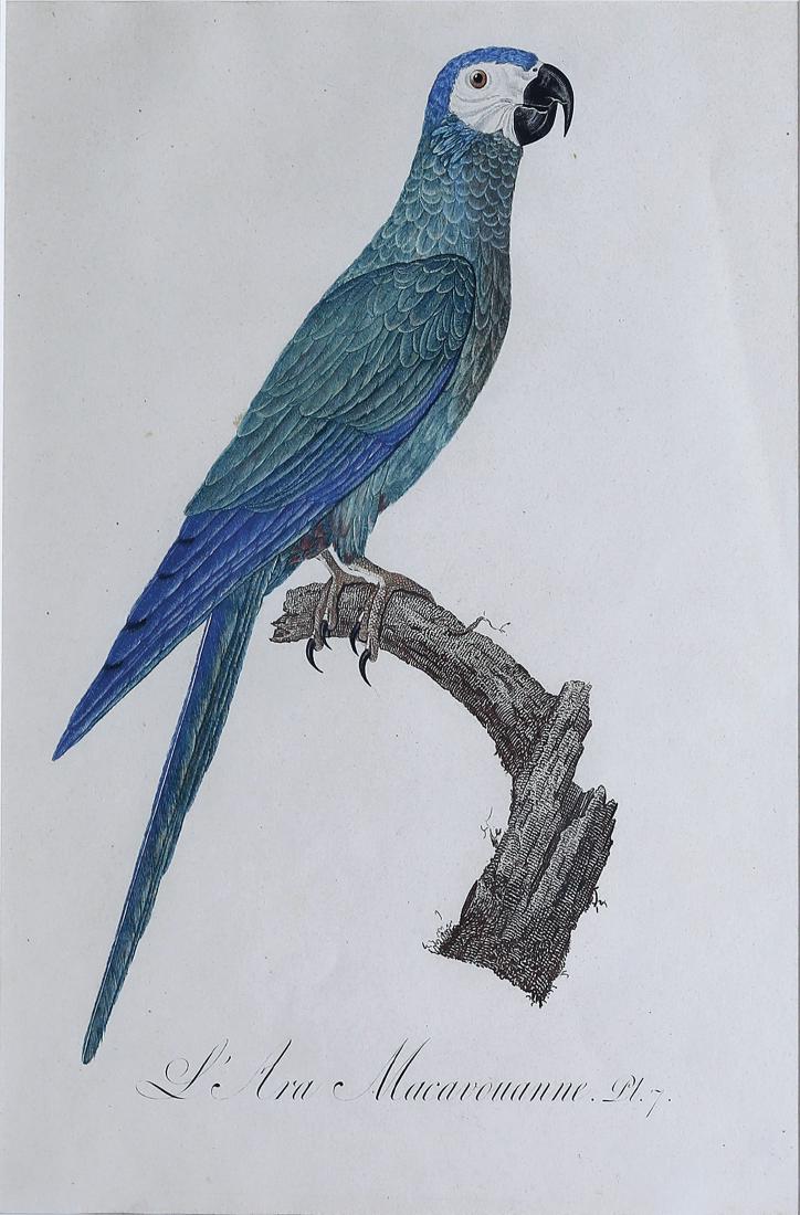 Barraband Engraving of Parrots (1 of 2)