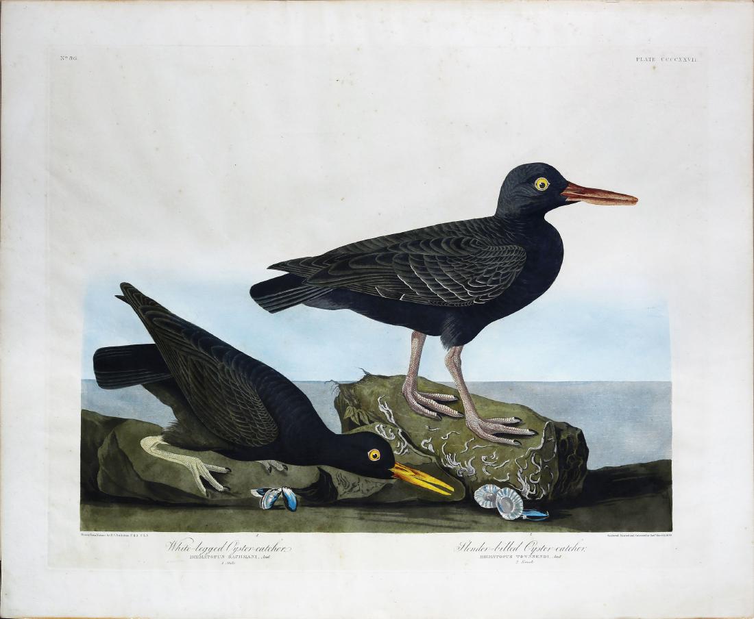 Audubon Aquatint Engraving, White-Legged Oyster (1 of 1)