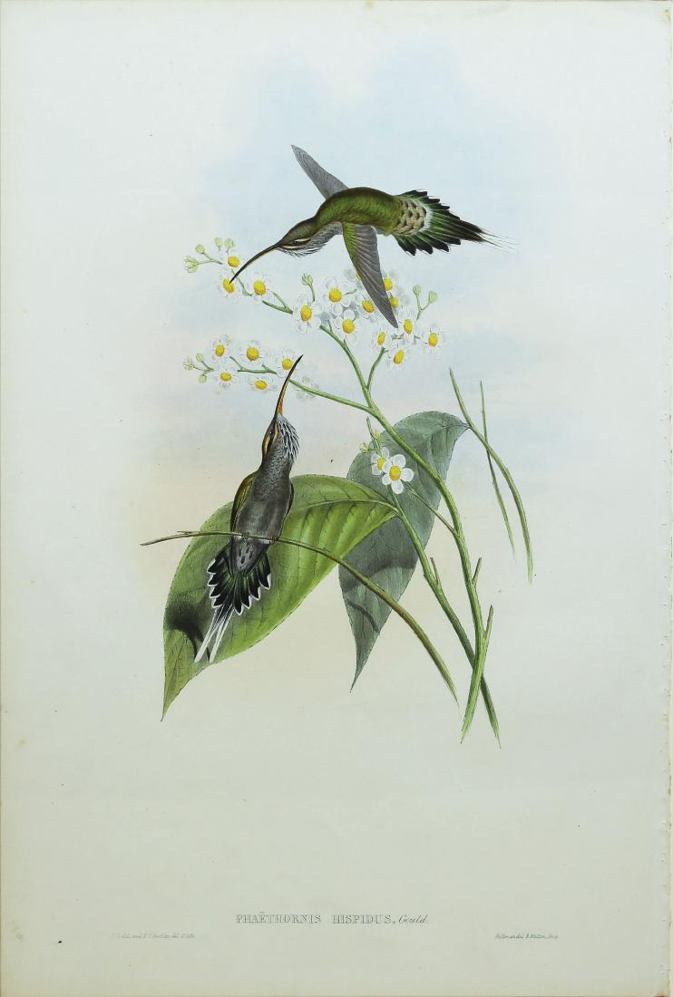 Gould Hummingbird Hairy Hermit, Pl. 22 (1 of 2)