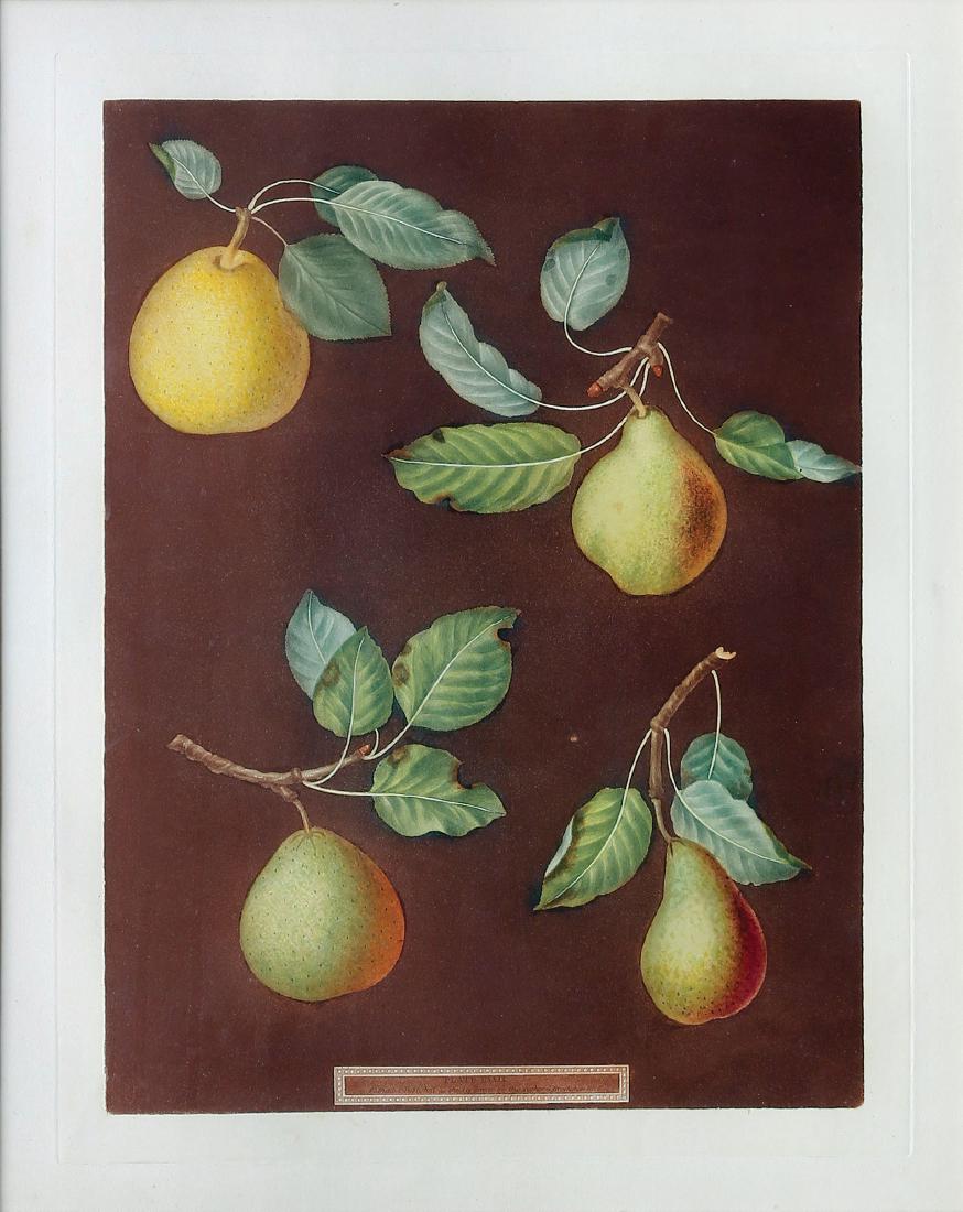 Brookshaw Pears, Pl. 79: Pears, Plate 79. George Brookshaw (1751-1823). Hand-colored stipple Aquatint engravings From Pomona Britannica. London: T. Bensely, for the author, 1804 - 1822. 22 1/4 x 18 1/4 inches sheet, 29 1/2 x