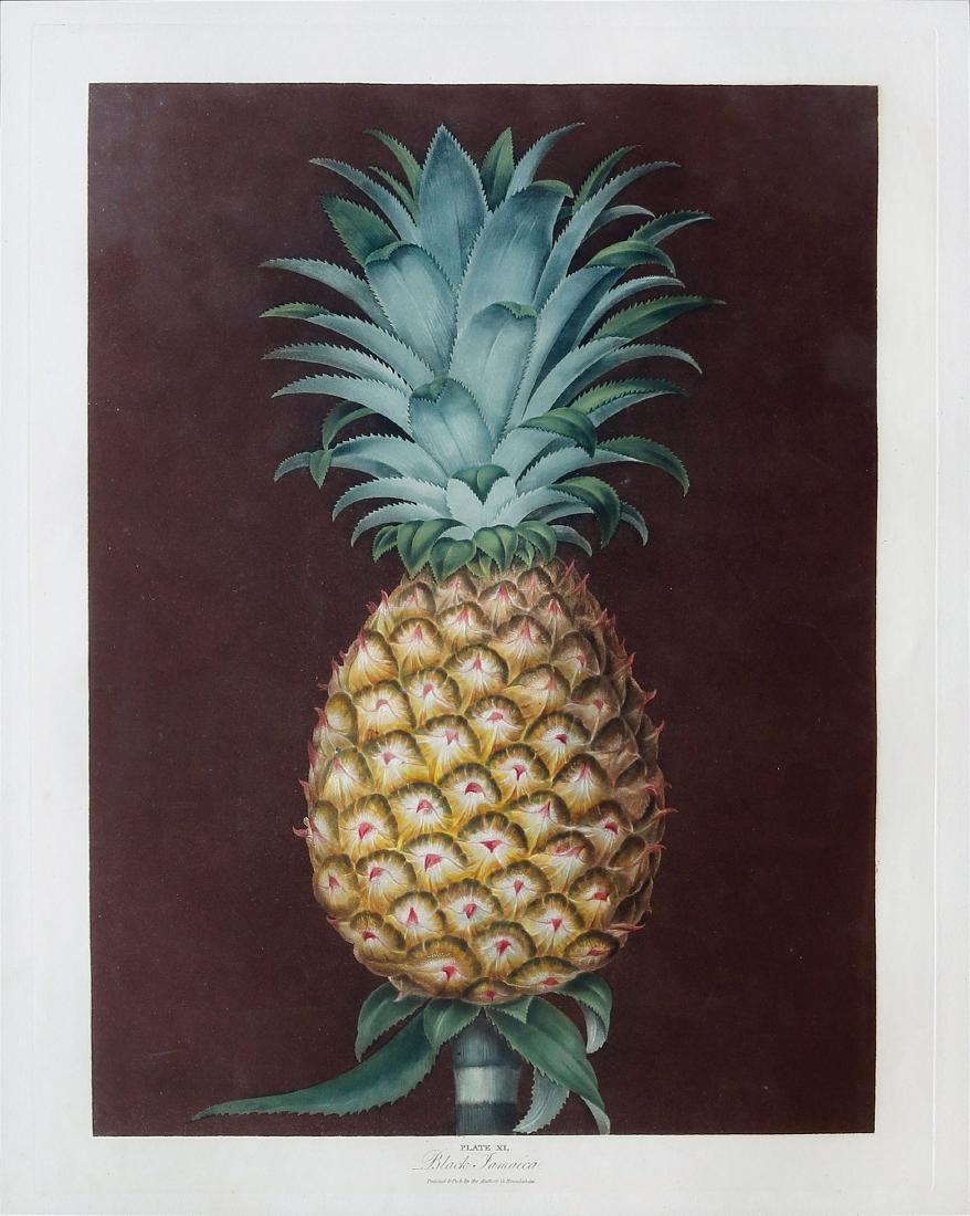 Brookshaw, Black Jamaica, Pl. 40: Black Jamaica, Plate 40. George Brookshaw (1751-1823). Hand-colored stipple Aquatint engravings From Pomona Britannica. London: T. Bensely, for the author, 1804 - 1822. 22 1/4 x 18 1/4 inches sheet, 2