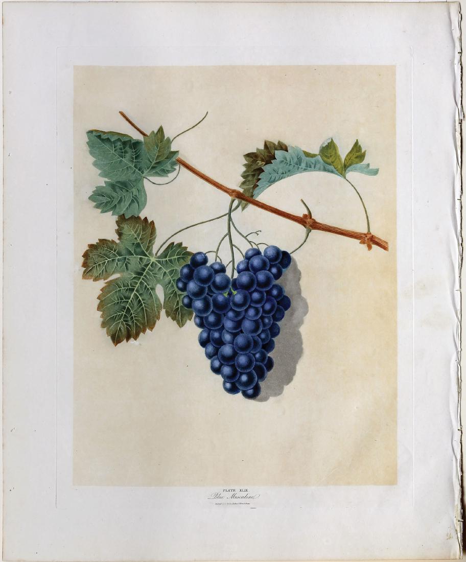 Brookshaw Blue Muscadine, Pl. 49: Blue Muscadine, Plate 49. George Brookshaw (1751-1823). Hand-colored stipple Aquatint engravings From Pomona Britannica. London: T. Bensely, for the author, 1804 - 1822. 22 1/4 x 18 1/4 inches sheet