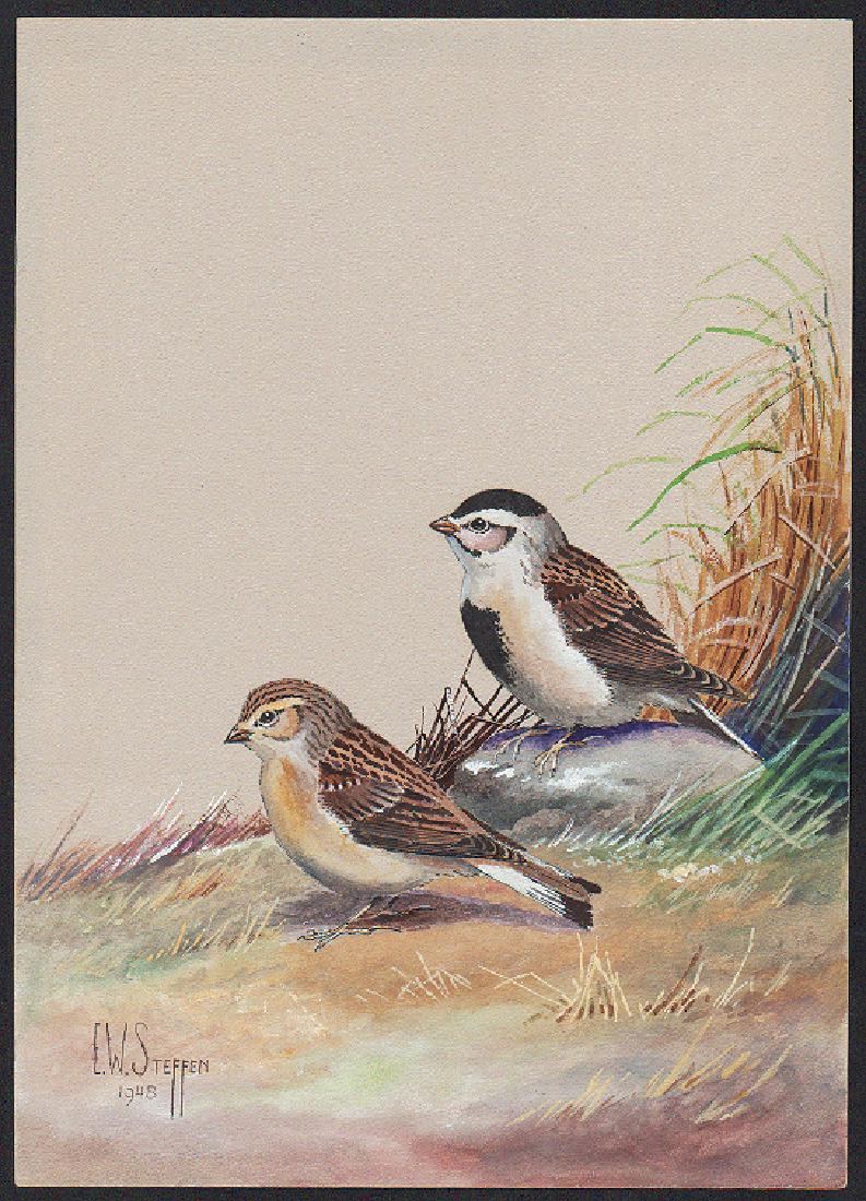 Steffen Watercolor of McCown's Longspur (1 of 1)