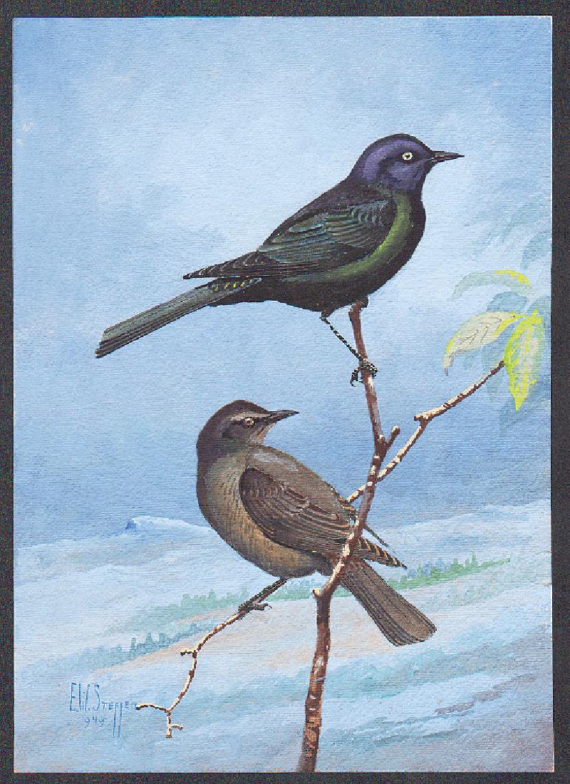 Steffen Watercolor of Brewer's Blackbird (1 of 1)