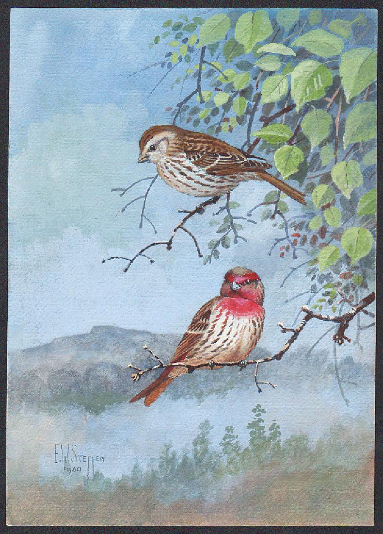 Steffen Watercolor of House Finch (1 of 1)