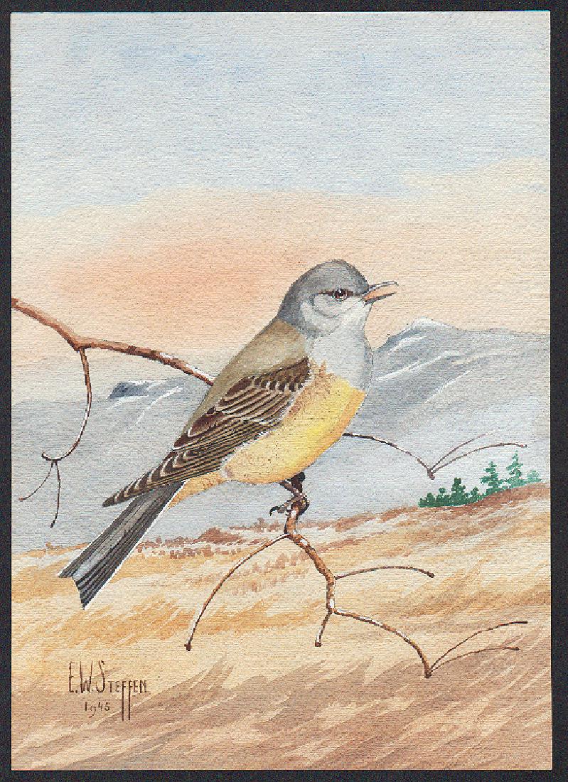 Steffen Watercolor of Western Kingbird (1 of 1)