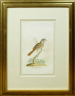 John Abbot Watercolor, White Throated Finch: White Throated Finch. John Abbott (1757-1840). Prepared for an unpublished series Birds of Georgia, from a Collection that formerly comprised 60 watercolors on paper. Watercolor on paper. Georgia, ca