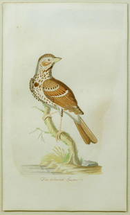 John Abbot Watercolor, Fox-colored Sparrow: Fox-colored Sparrow. John Abbott (1757-1840). Prepared for an unpublished series Birds of Georgia, from a Collection that formerly comprised 60 watercolors on paper. Watercolor on paper. Georgia, ca 1
