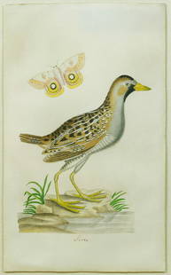 John Abbot Watercolor, Soree: Soree. John Abbott (1757-1840). Prepared for an unpublished series Birds of Georgia, from a Collection that formerly comprised 60 watercolors on paper. Watercolor on paper. Georgia, ca 1823. All title