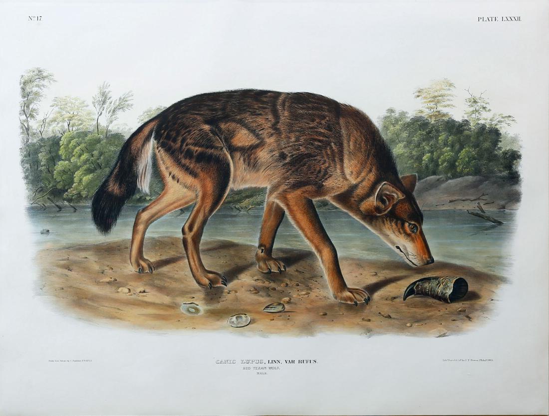 Audubon Imperial Lithograph, Red Texan Wolf (1 of 2)