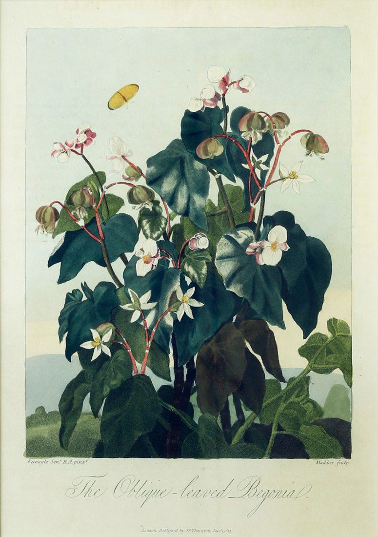 Thornton Begonia Quarto Edition (1 of 2)