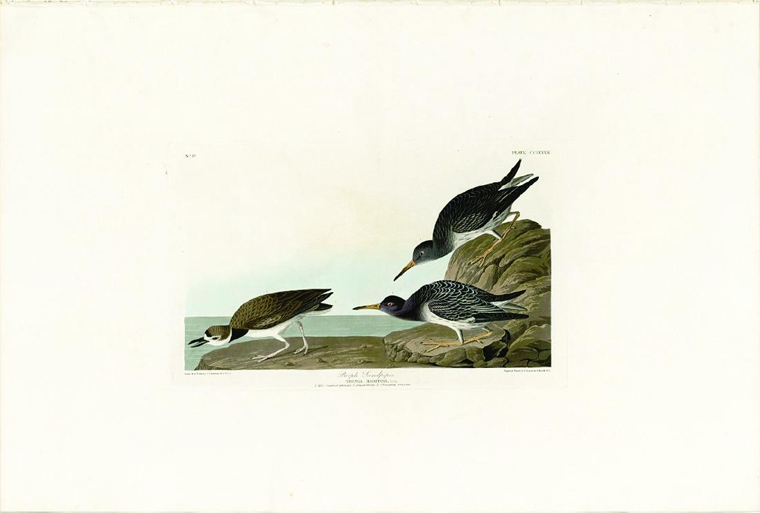 Audubon Aquatint Engraving, Purple Sandpiper, Plate 284 (1 of 1)