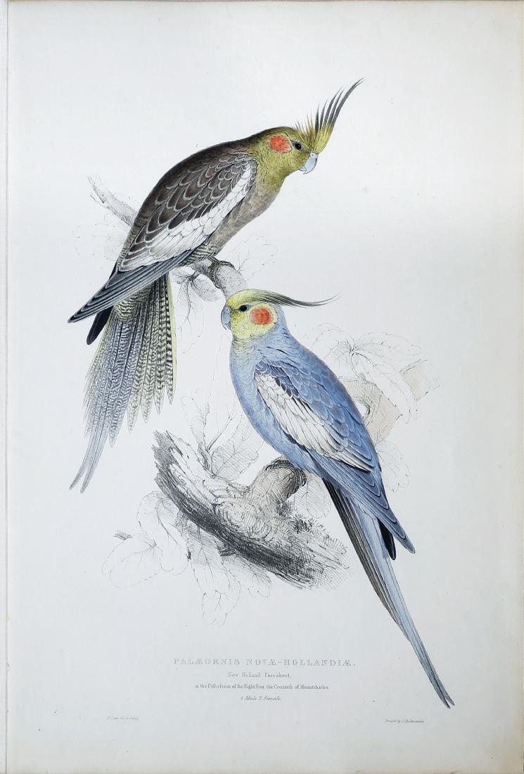 Edward Lear Parrot Lithograph: Platycercus Palliceps (The Pale Headed Parakeet). Edward Lear (1812-1888). Hand colored lithograph. London: C. Hullmandel, c. 1831. 21 1/2 x 14 1/2 inches sheet, 31 1/2 x 24 1/4 inches framed