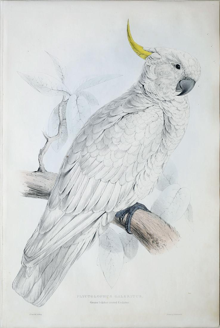 Edward Lear Parrot Lithograph: Plyctolophus Galeritus (The Greater Sulphine Crested Cockatoo). Edward Lear (1812-1888). Hand colored lithograph. London: C. Hullmandel, c. 1831. 21 1/2 x 14 1/2 inches sheet, 31 1/2 x 24 1/4 inches f