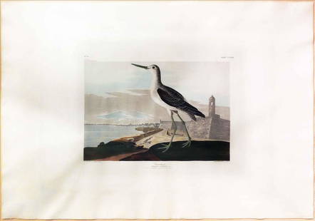 Audubon Engraving, Greenshank: Greenshank, Plate 269. John James Audubon (1785-1851). First Edition Engravings with Original Hand Color. London: Robert Havell, 1827-1838. 25 1/4 x 38 1/4 inches sheet, 32 x 39 1/2 inches framed.