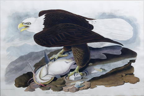 Audubon Engraving, White-headed Eagle: White-headed Eagle, Plate 31. John James Audubon (1785-1851). First Edition Engravings with Original Hand Color. London: Robert Havell, 1827-1838. 25 x 37 3/4 inches sheet, 37 x 49 1/2 inches framed.